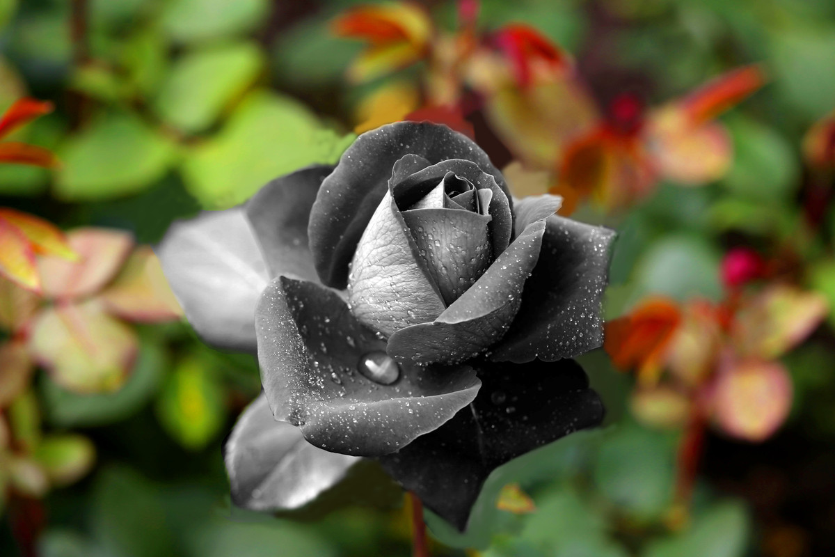 black beauty