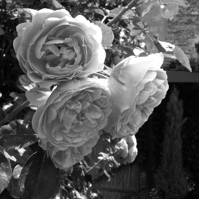 Rosen S/W