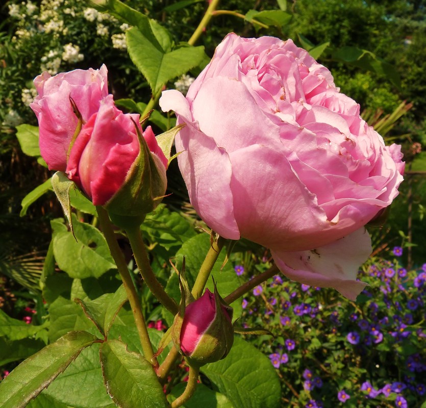 Rosen