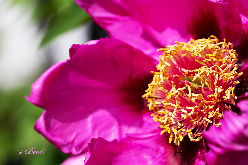 frühe Pfingsrose