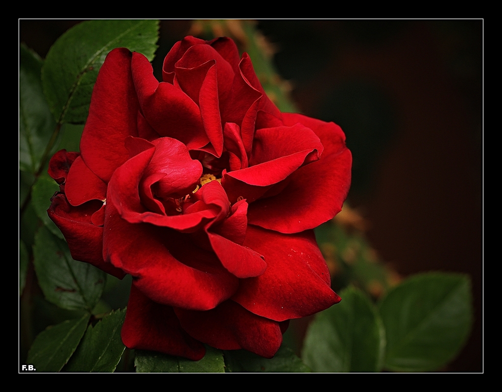 The Red Roses