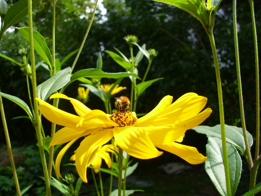 Biene auf Pollen suche