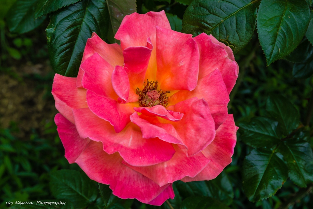Schöne & Duftende Rosen 1