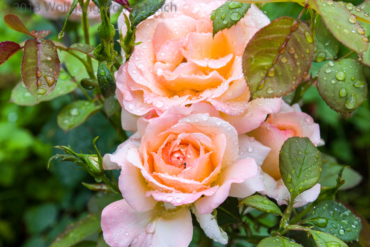 Rosen nach dem Regen
