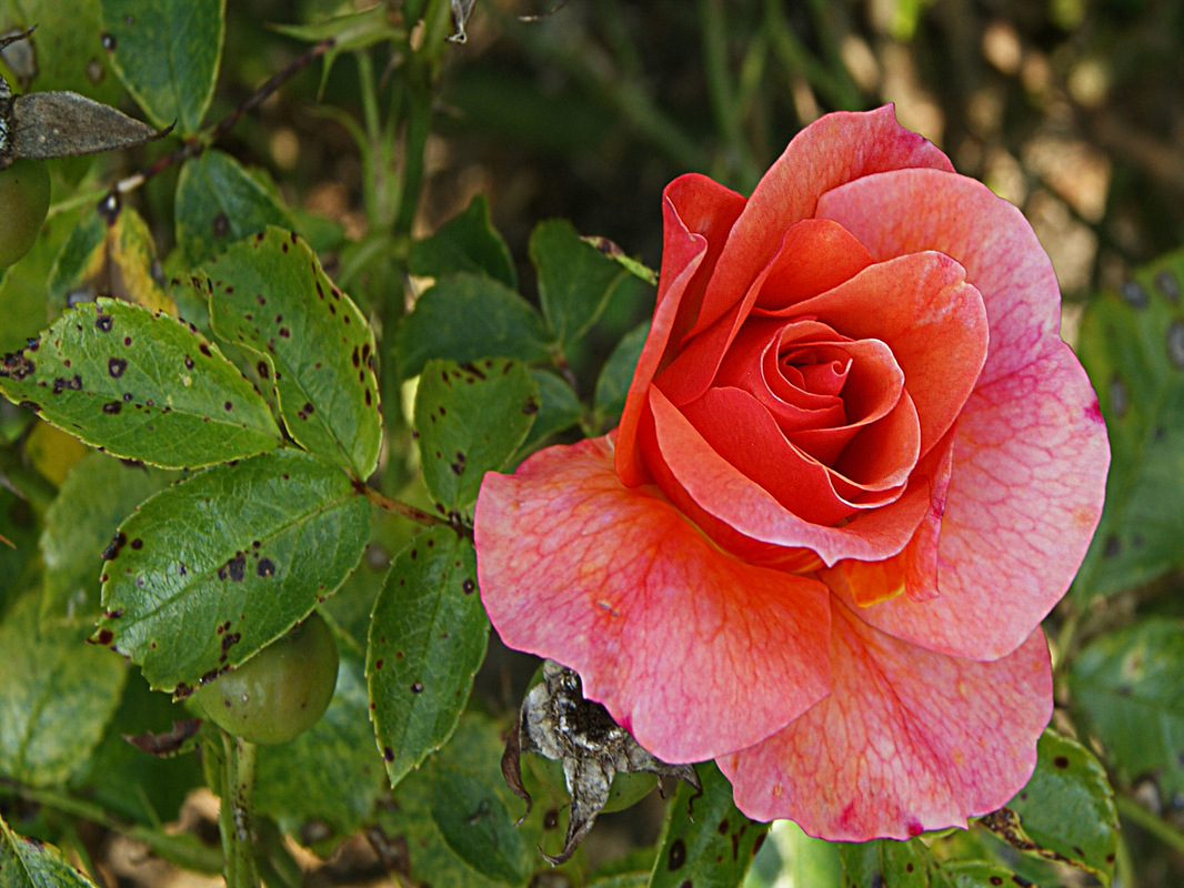 Rosa Rose