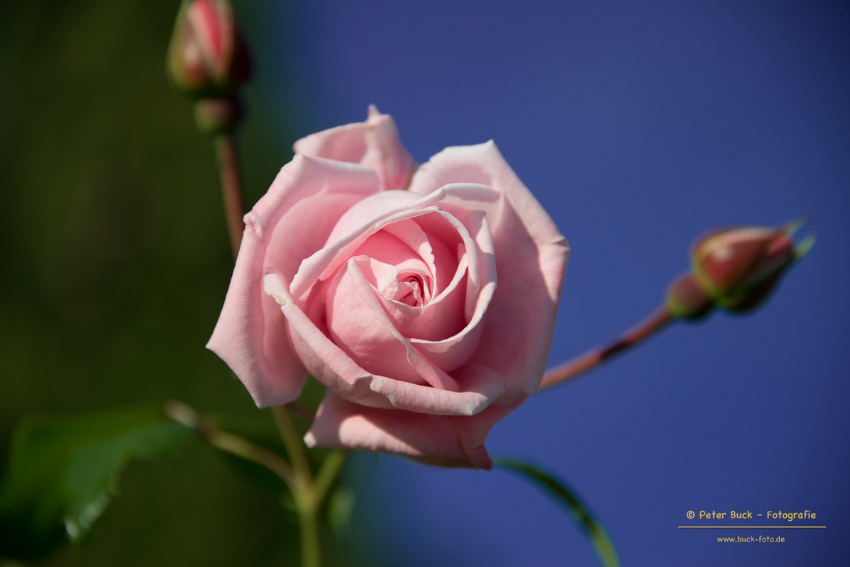 Rosenblüte