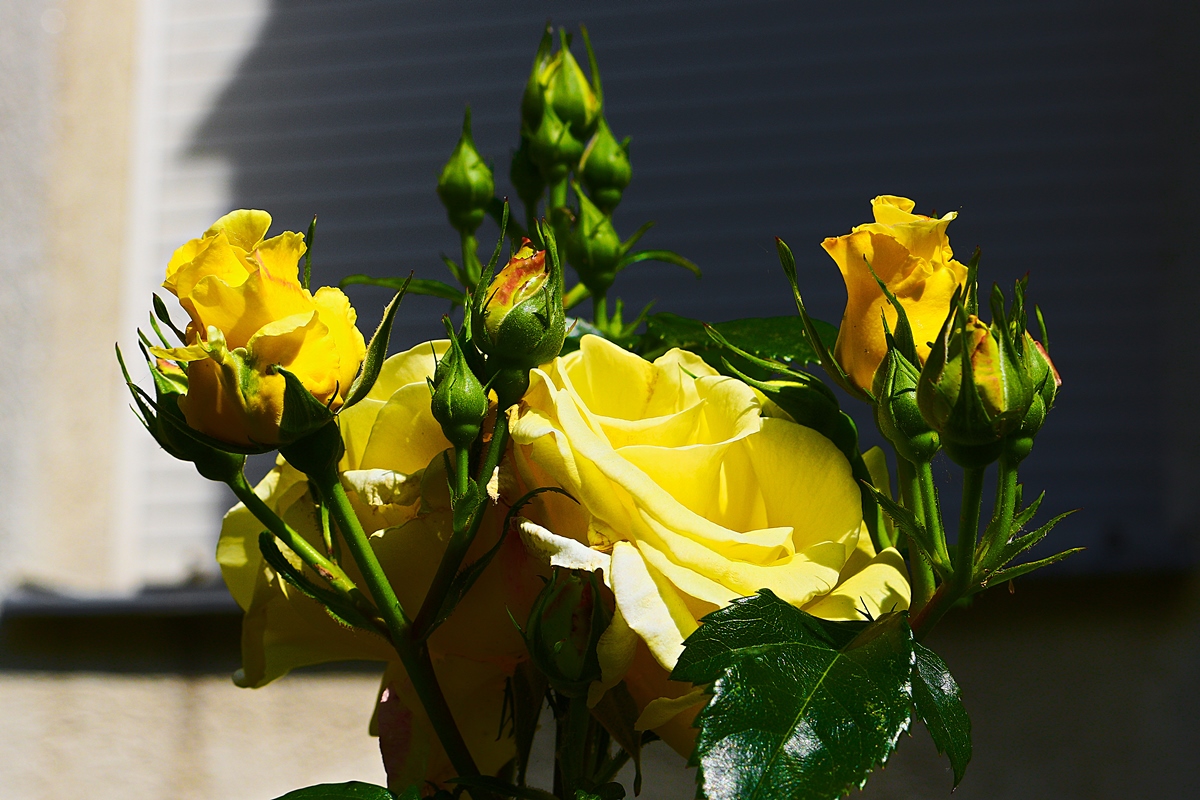 Mal  gelbe Rosenknospen