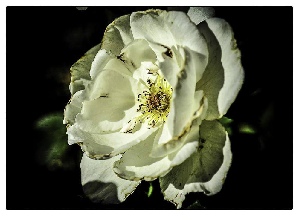 Rosen im letzten Sonnenlicht