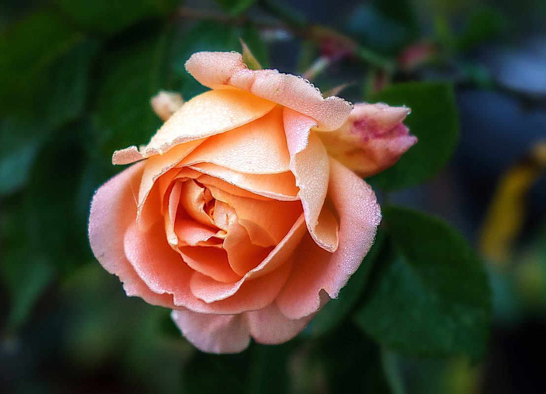 Rose im Dezember - Rosengarten Eltville