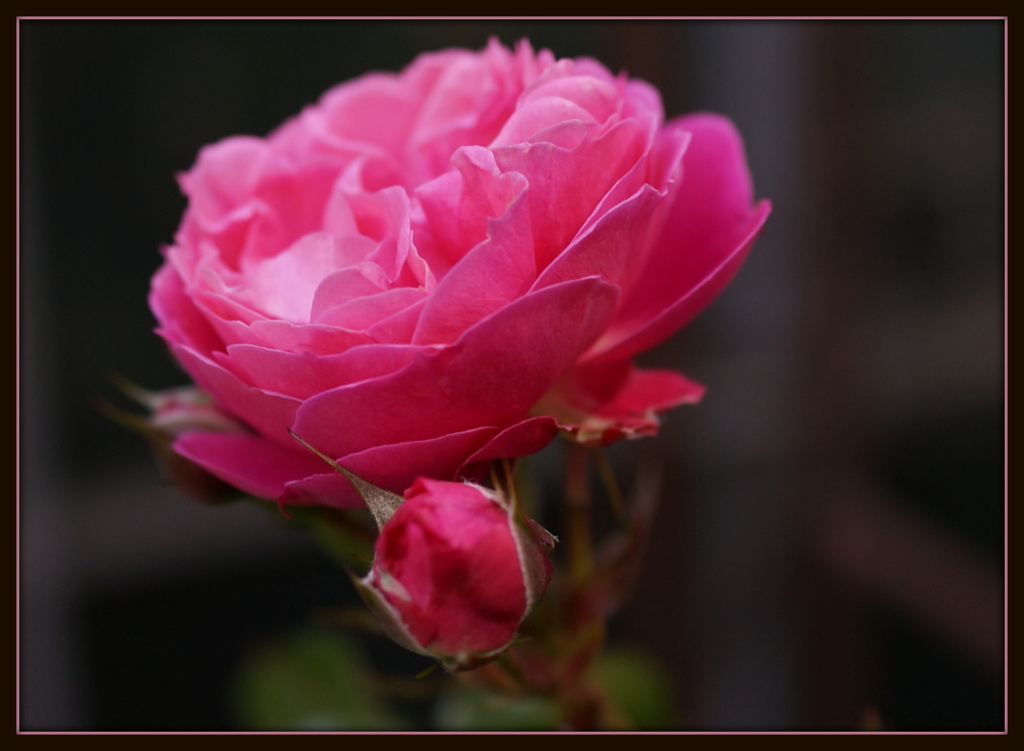 die Wunder der Natur