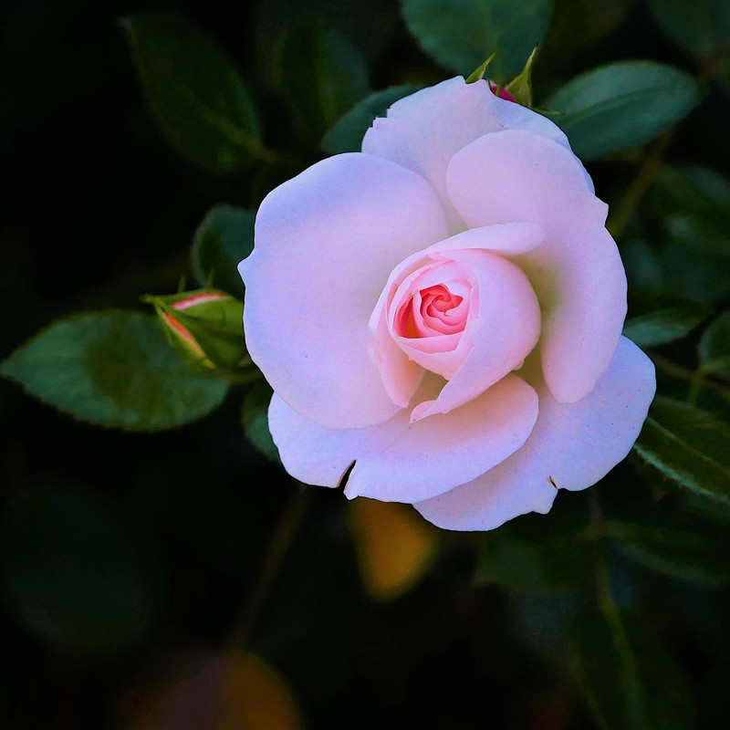 herbstlich wilde Schönheit 