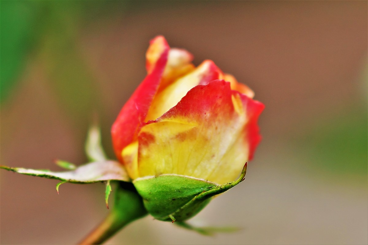 Wildwuchs im November