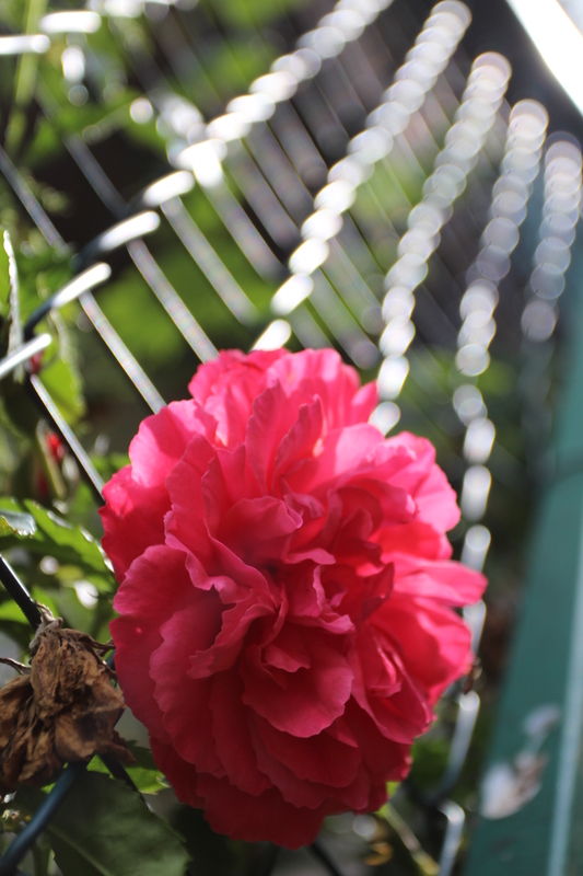 Rosenblüte eingesperrt