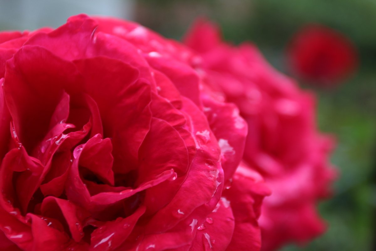 Rosenblüte