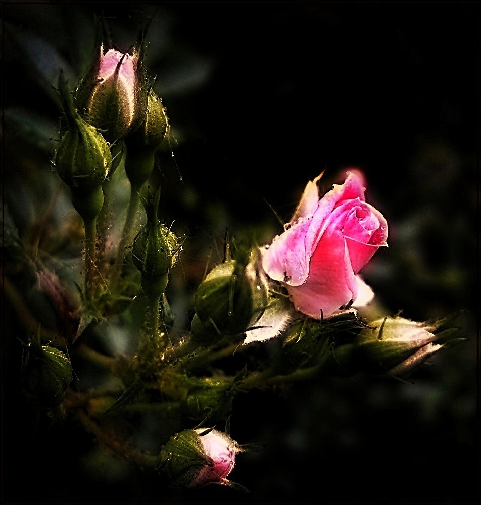 Rose mit Beleuchtung