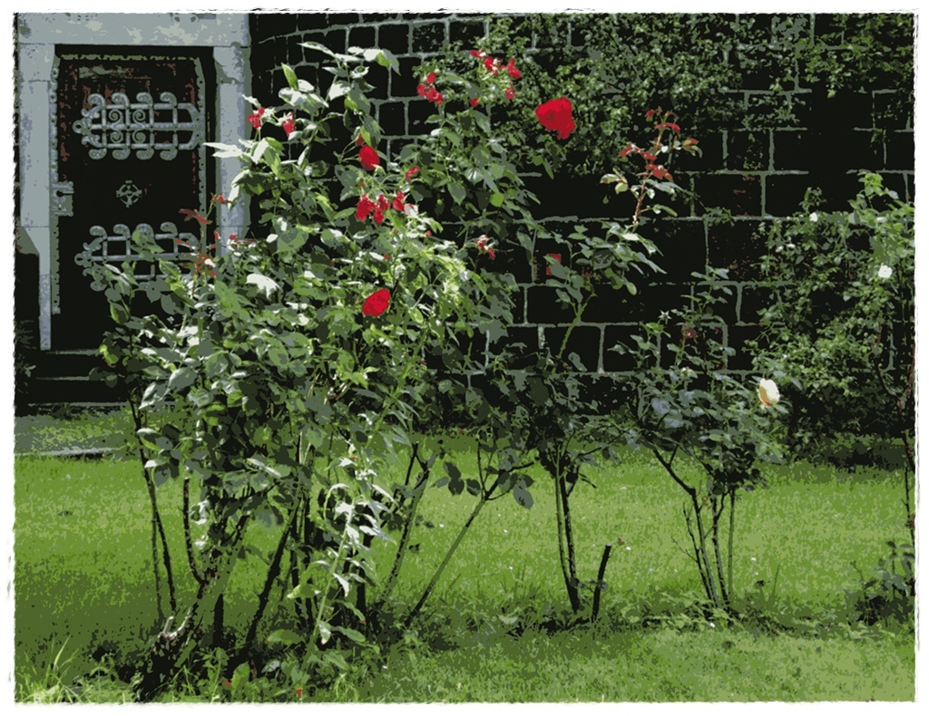 Rosen in Nachbars Garten