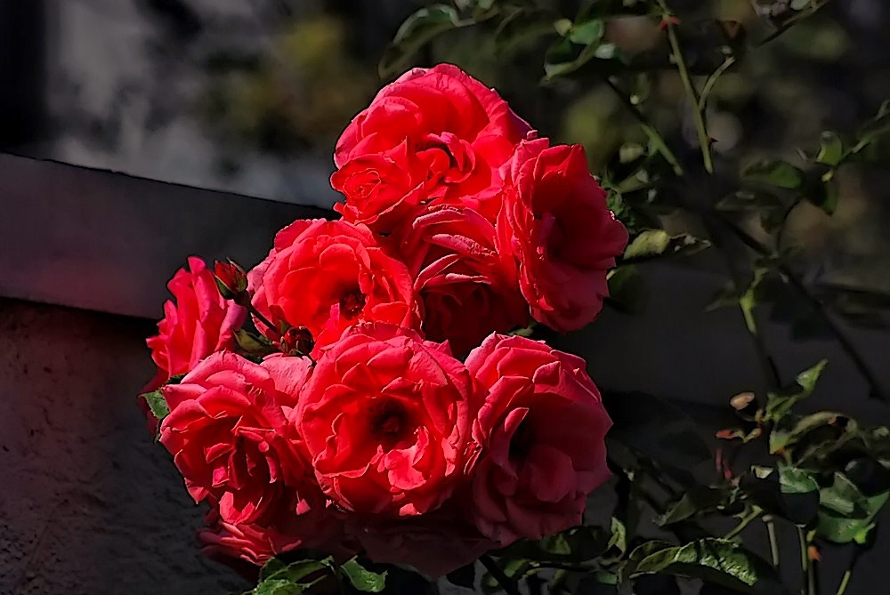 Rosen im Herbstlicht