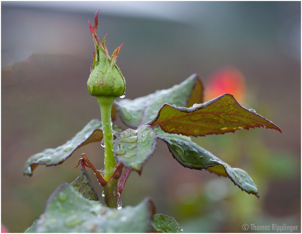 Im Regen  