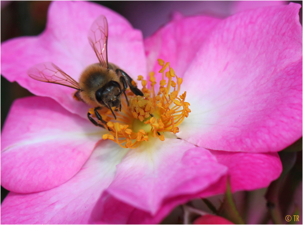 Phlox Meidiland Rose mit Besucher  
