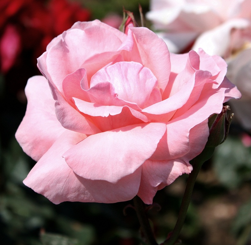 Türkische Duftrose zartrosé ...