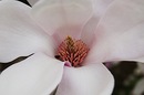 Fotos_Magnolien
