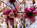 Fotos_Magnolien