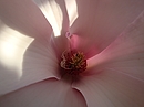Im Innersten einer Magnolienblüte