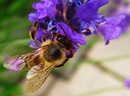 Fotos_Tierspuren