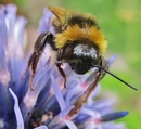 Das war Hummel in Serie!