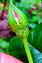 Fotos_Tierspuren