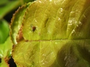 Fotos_Tierspuren
