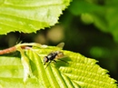 Fliege 3