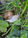 Schnecke1