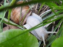 Schnecke