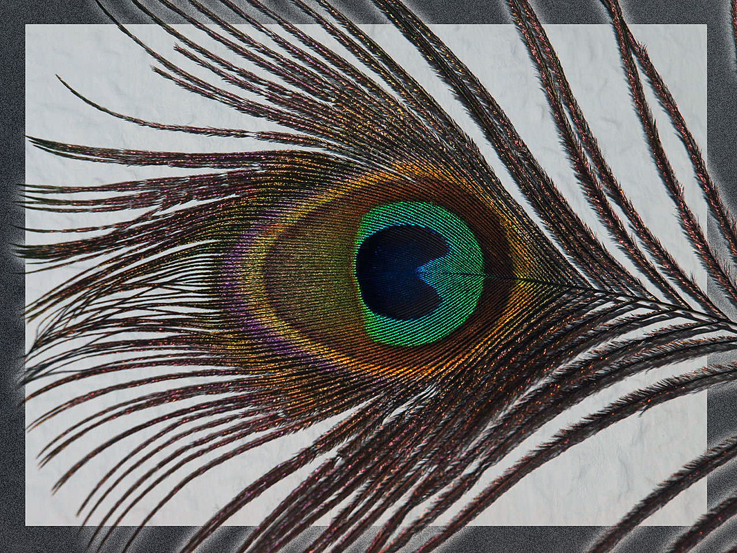 das Auge