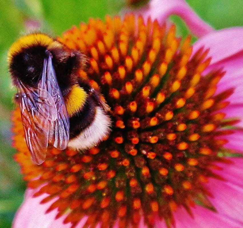 Das fleißige Bienchen!