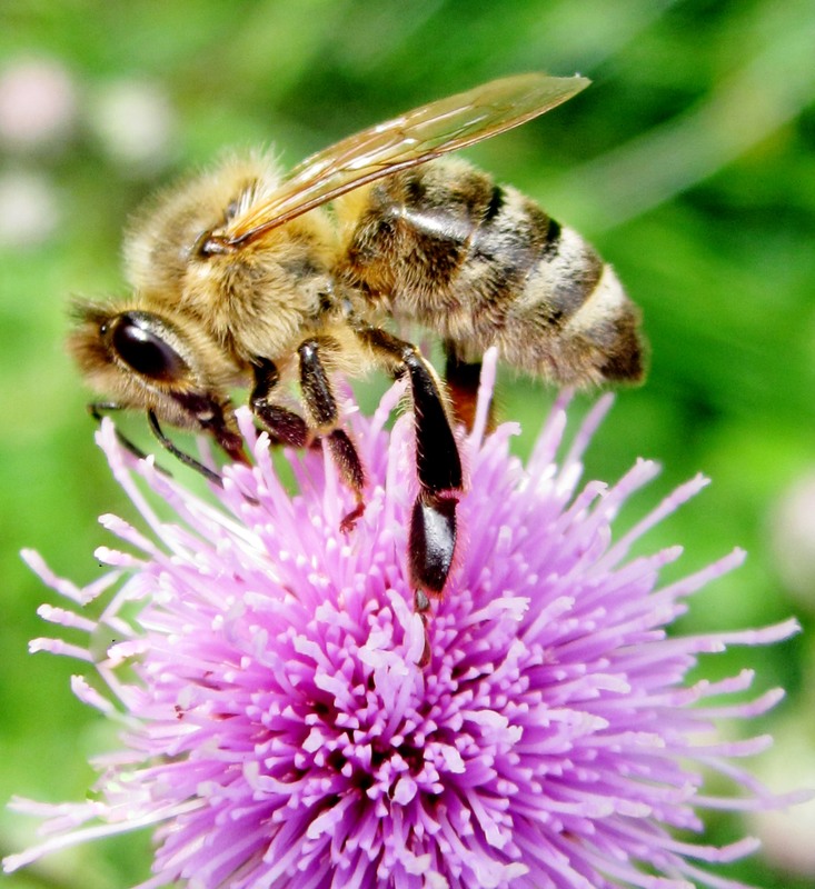 Bienchen 3