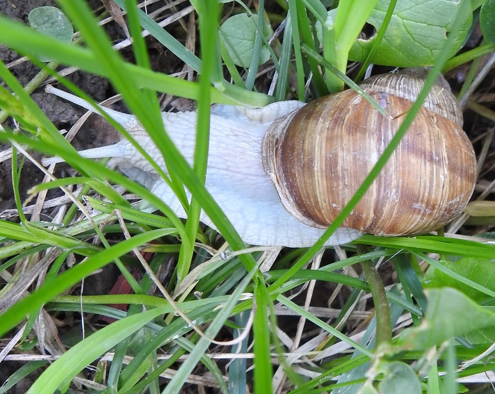 Schnecke 2