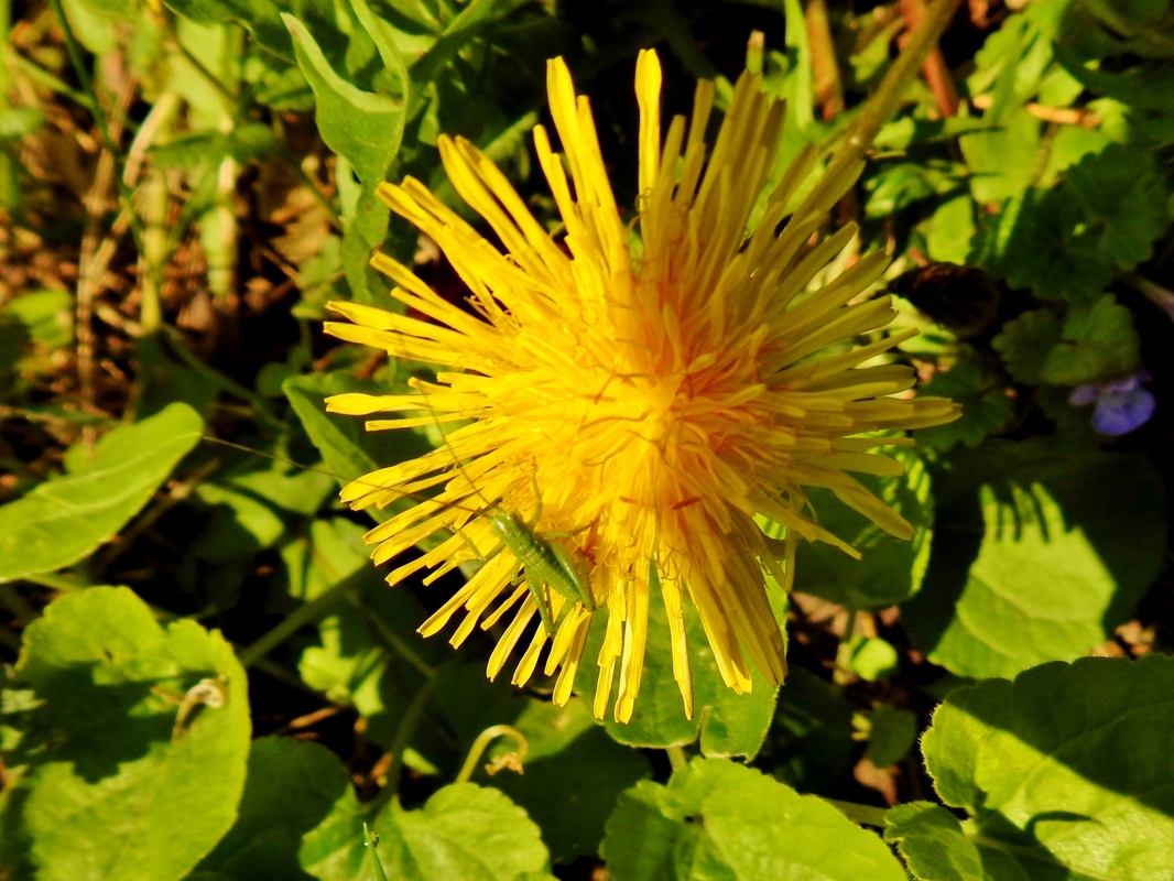 Heupferdchen.