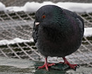 "Wintertaube"