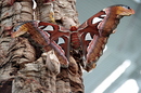Schmetterling