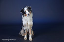 Hund und Herrchen im Fotostudio