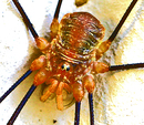 Spinne