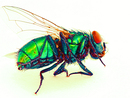 Fliege