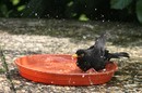 eine Schwimmsel