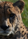 Katze