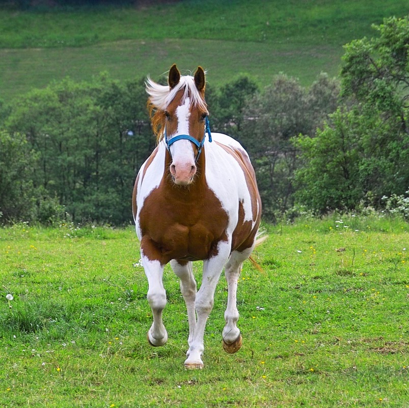 WESTERNPFERD