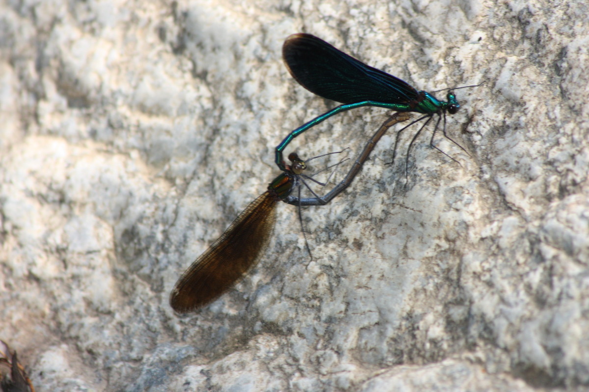 Libelle