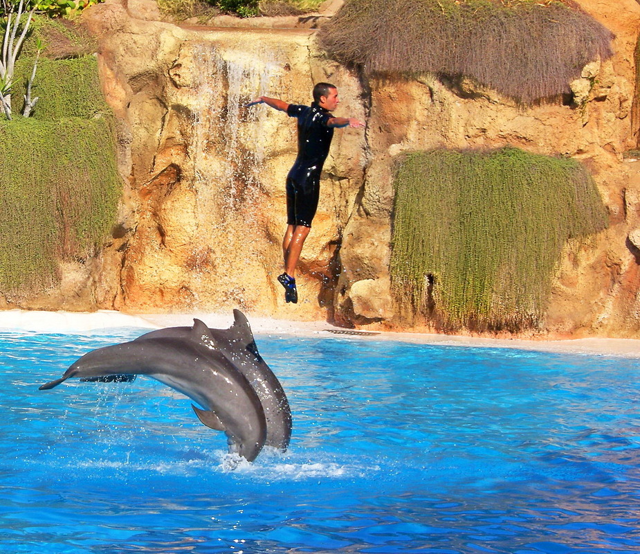 Delfin - Schnappschuss ...