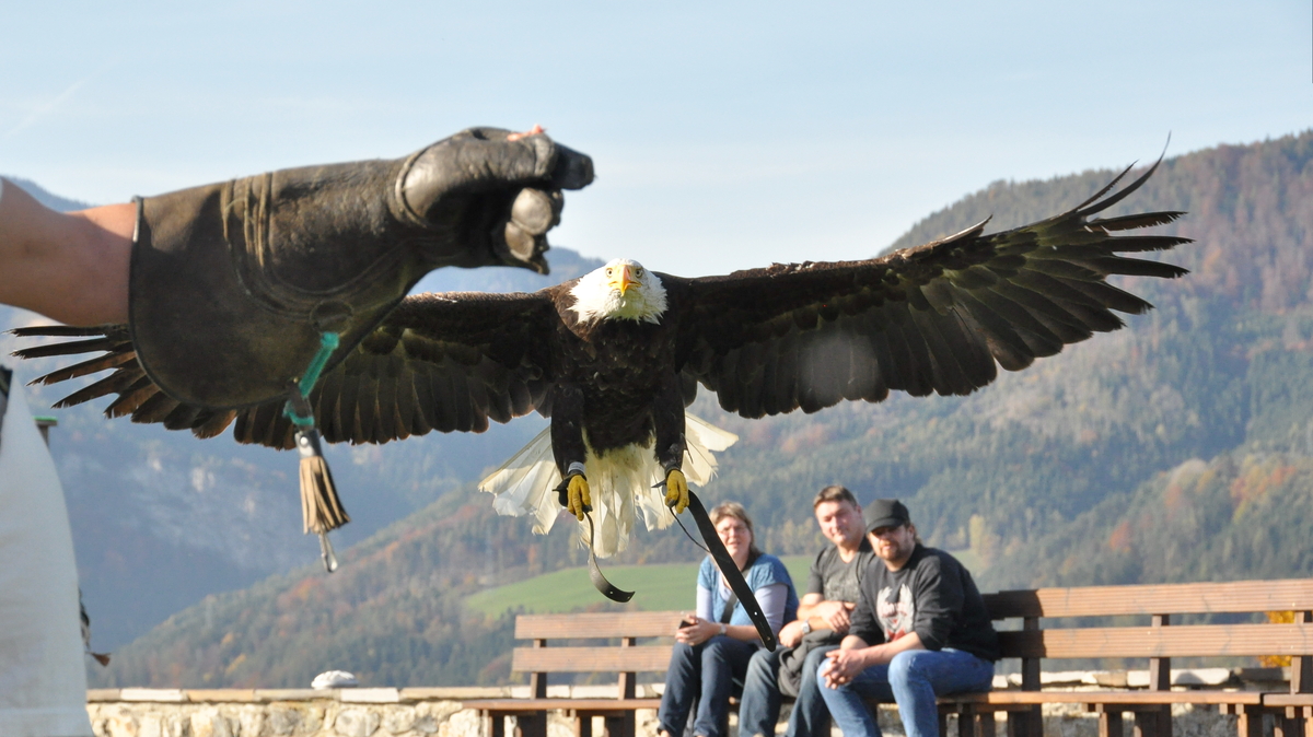 kommt ein Vogerl geflogen